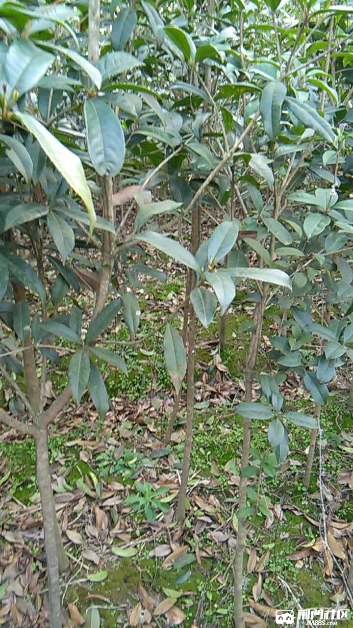 wxid_jgipqqiyrbda_1486708455125_61.jpg