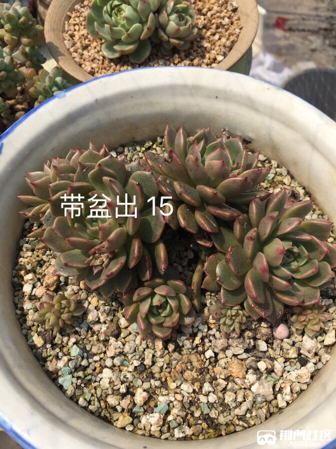 2017041828103531492484568697634.jpg