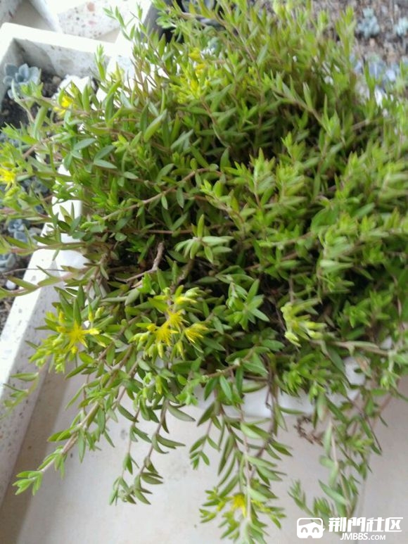 Ұ��.jpg