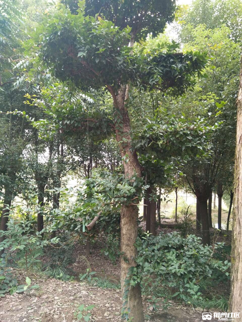 20171108_1290857_1510133162537.jpg