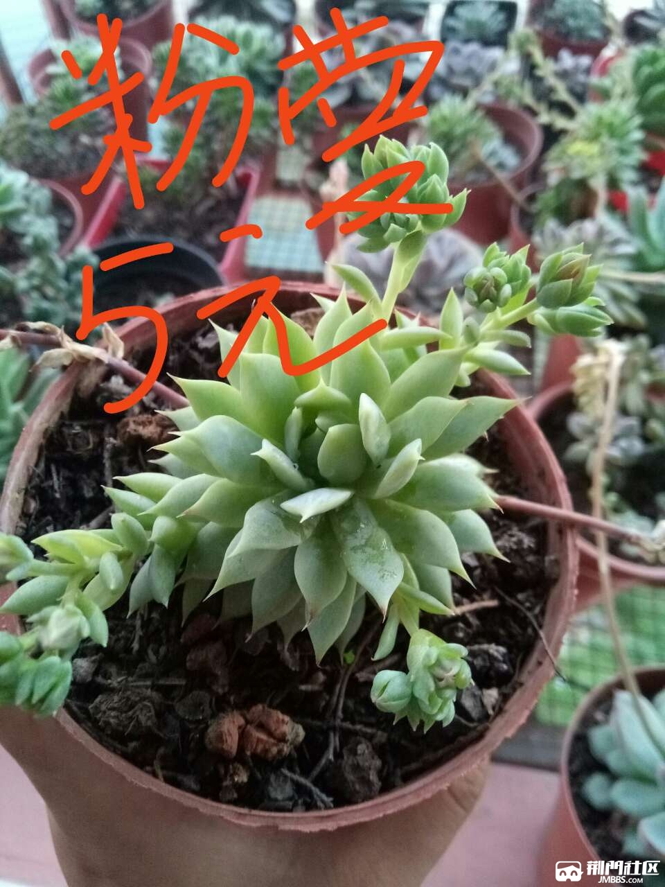 20180419_556863_1524110591303.jpg