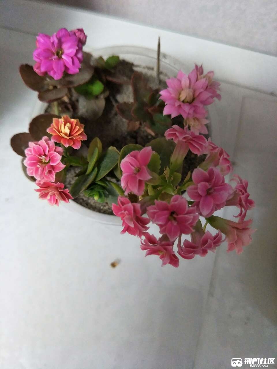20180420_3469467_1524226406830.jpg