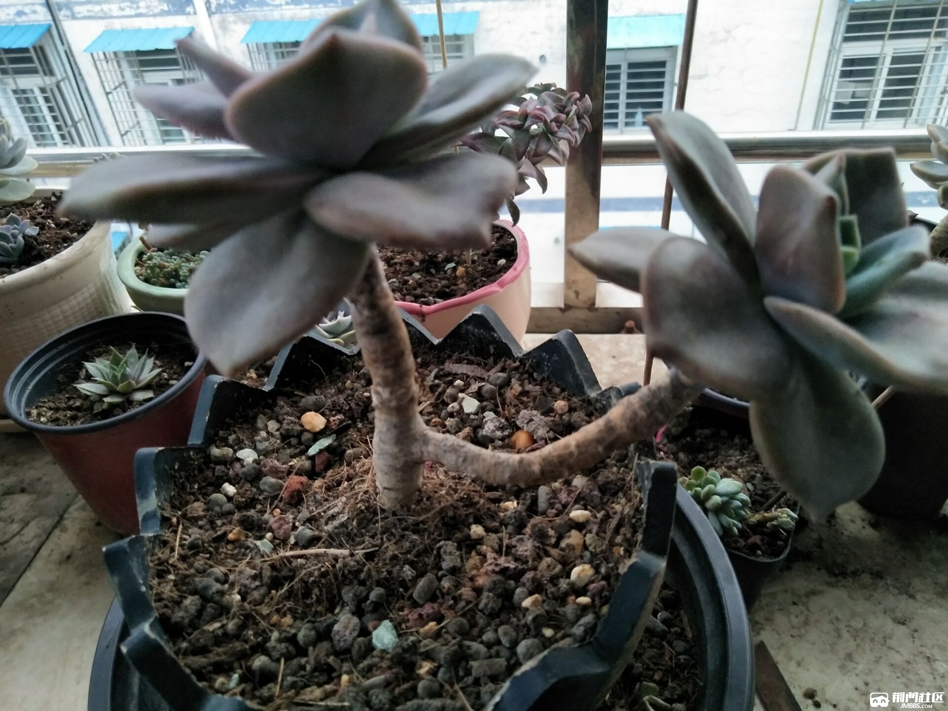 QQͼƬ20180519111034.jpg