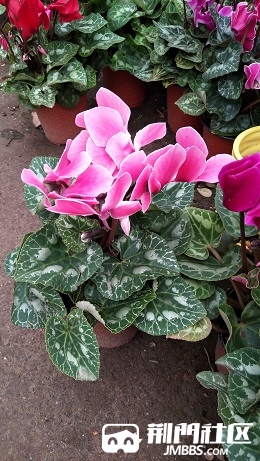 IMG_20181020_134154.jpg