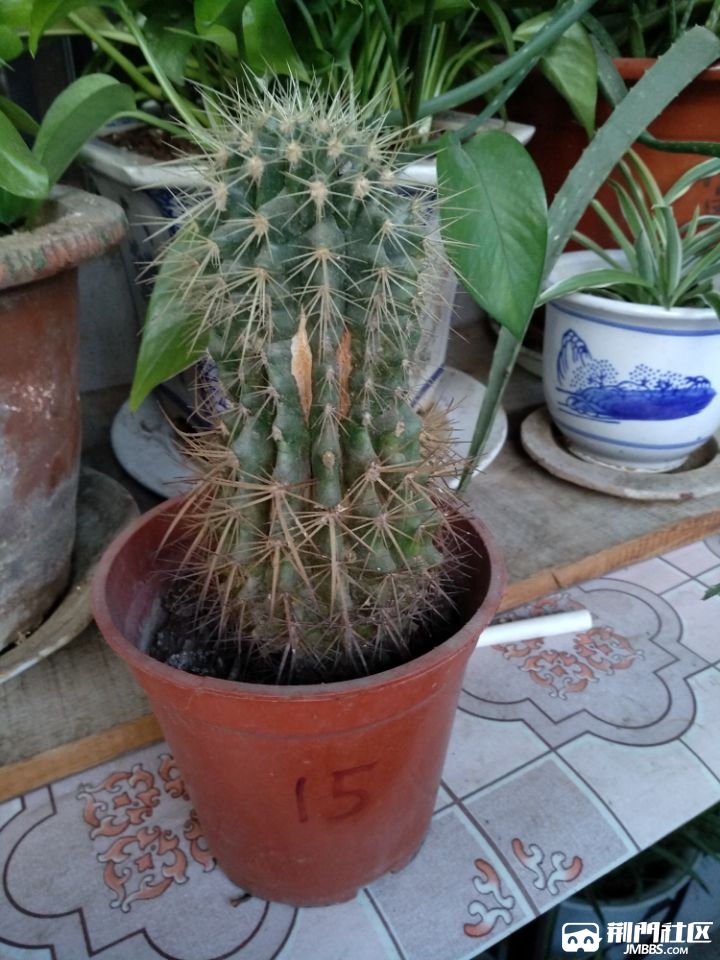 15��������15Ԫ��.jpg