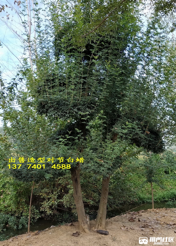 ���ͶԽڰ���12.jpg