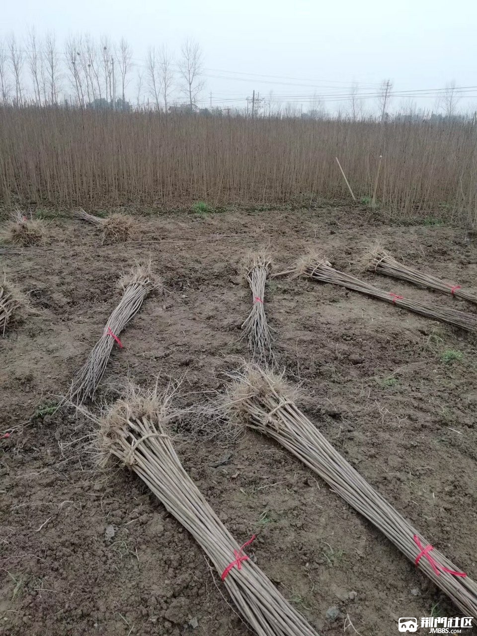 201902204721781550653701226202.jpg