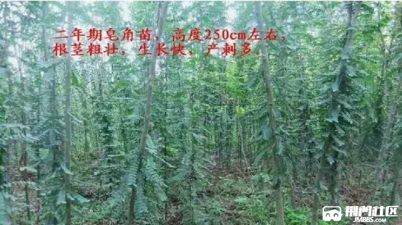 20190226126231551156248522196.jpg