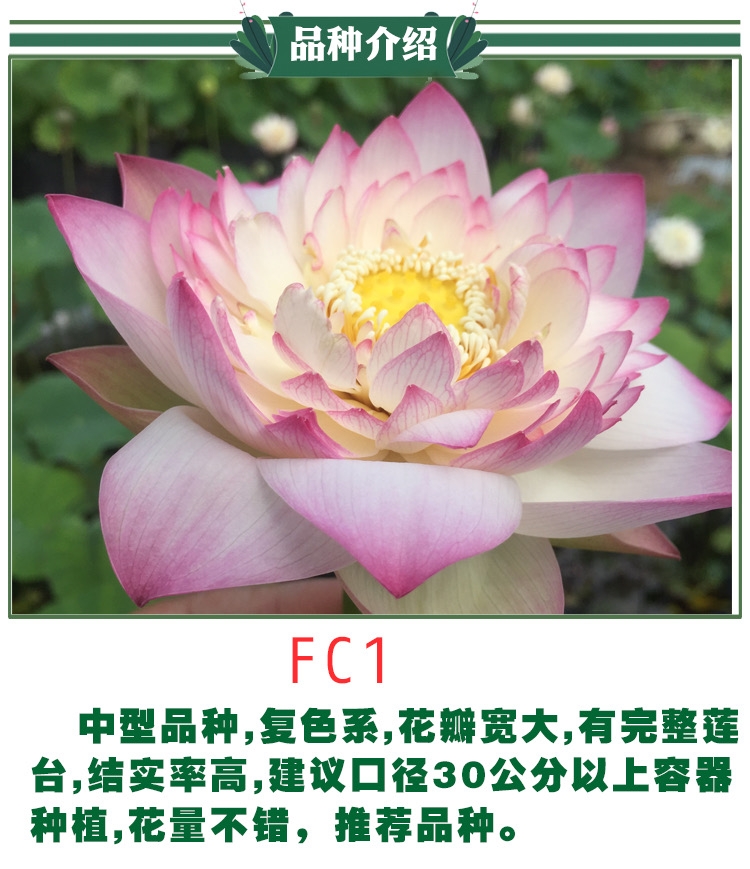 08212ef9a4fb82312a1f42e6b6f0333f.jpg
