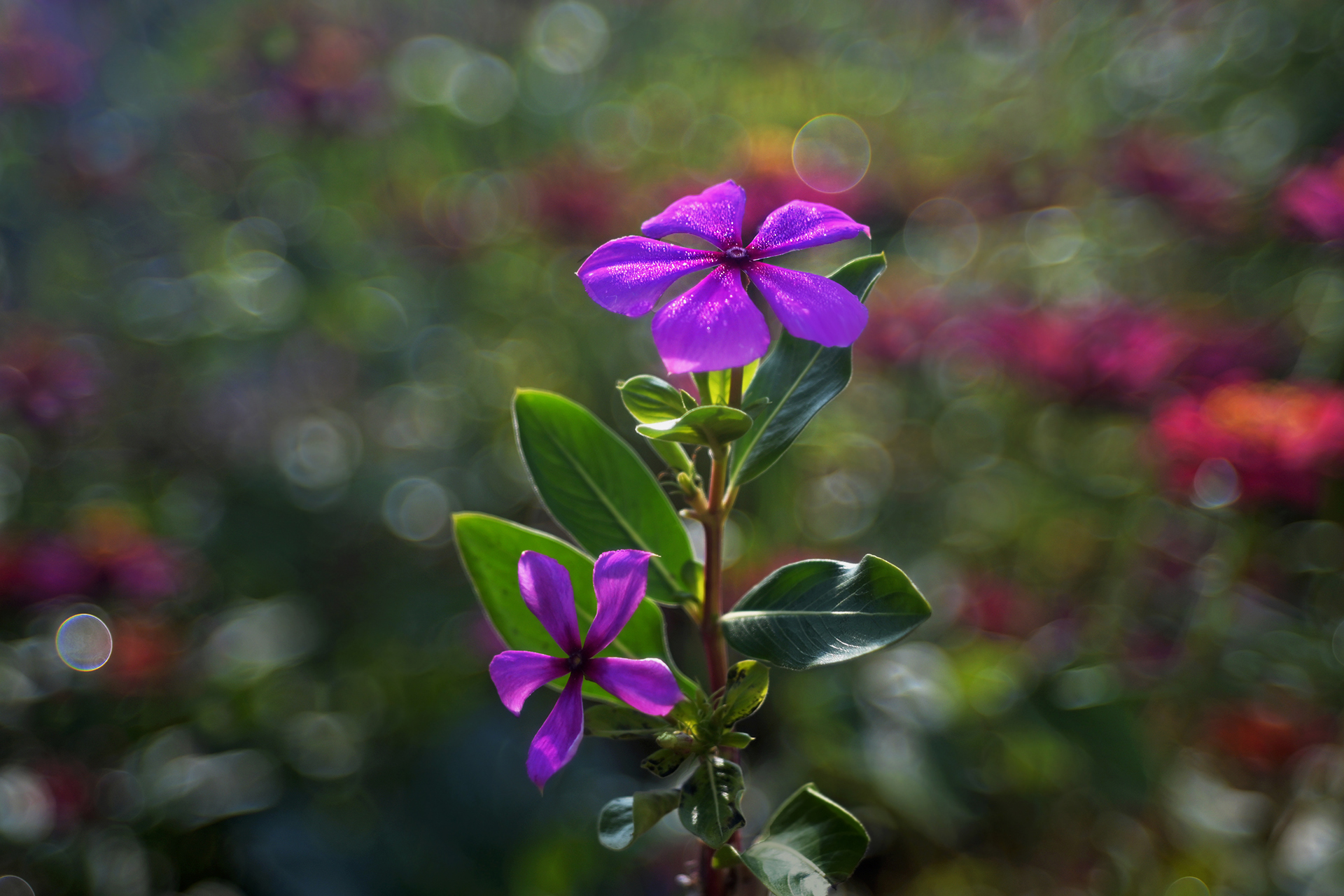 DSC_1467.JPG