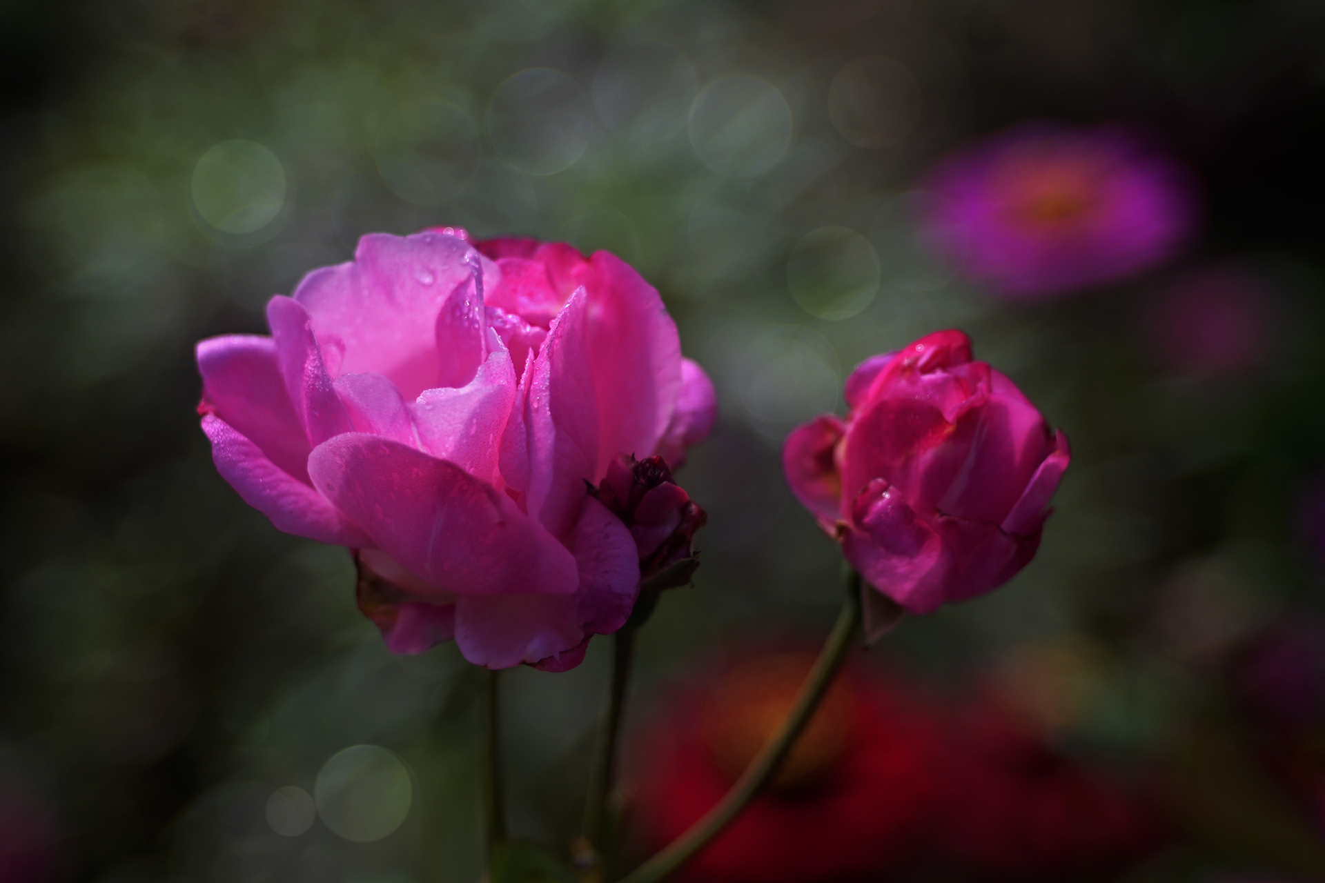 DSC_1342.JPG