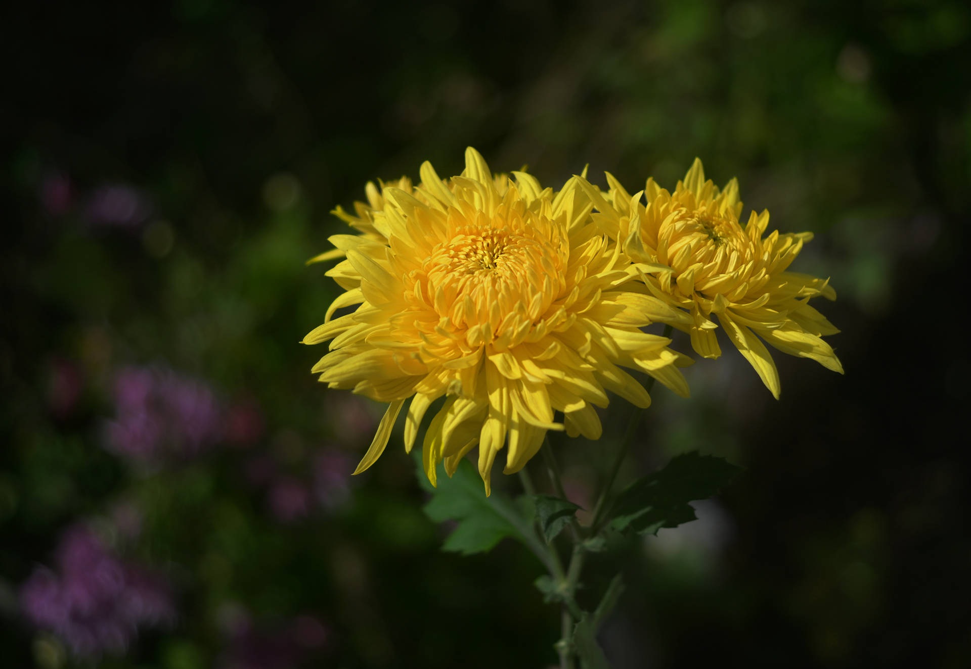 DSC_1953.JPG