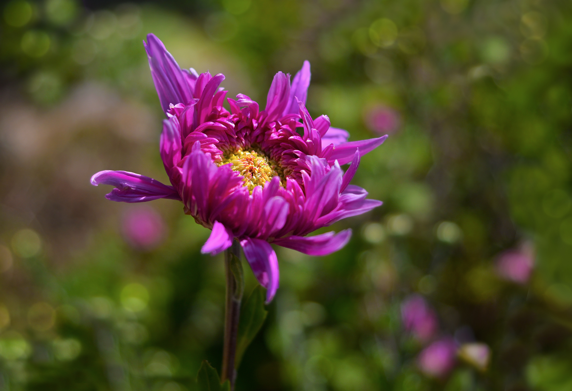 DSC_1981.JPG