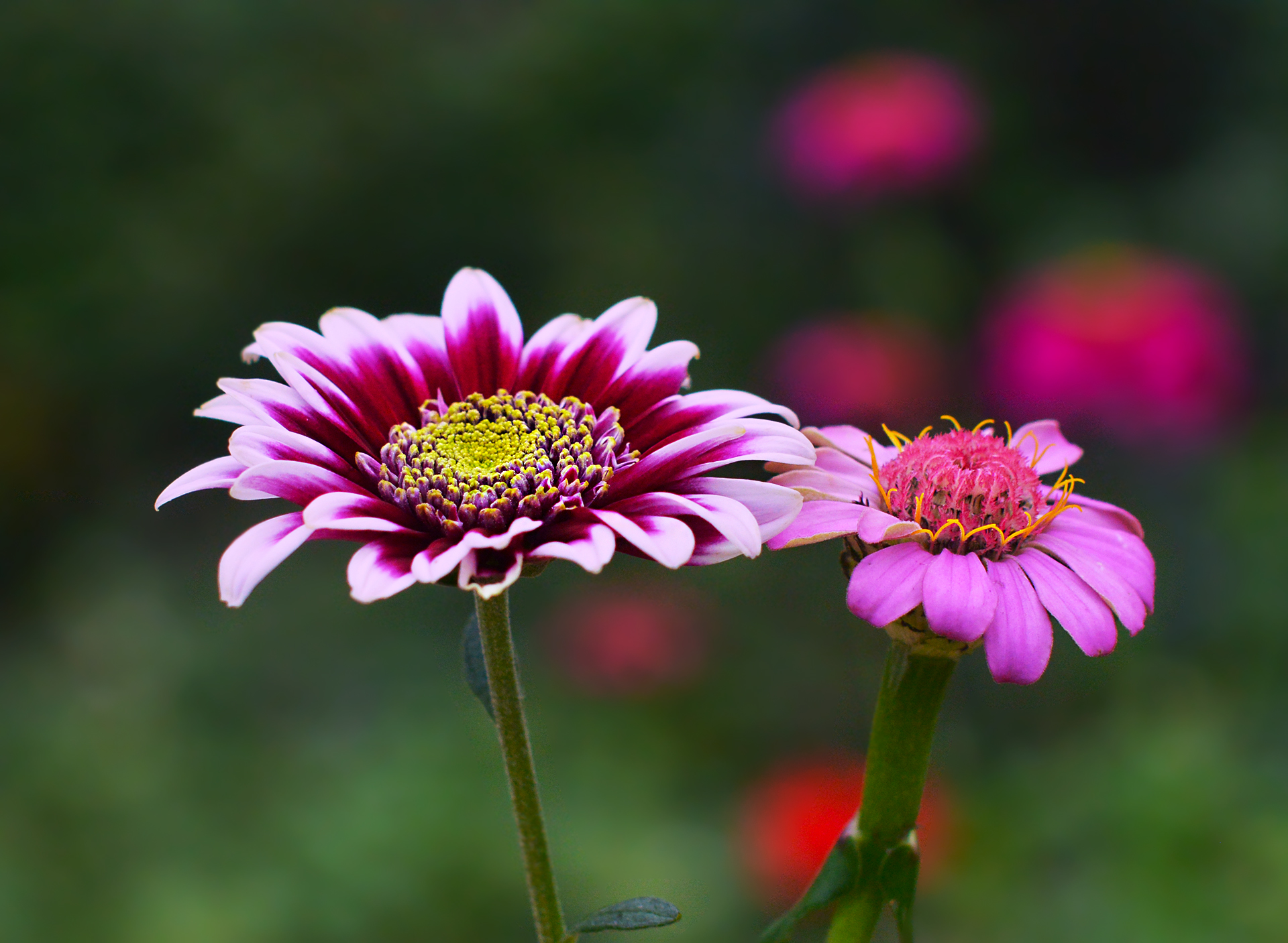 DSC_6008.JPG