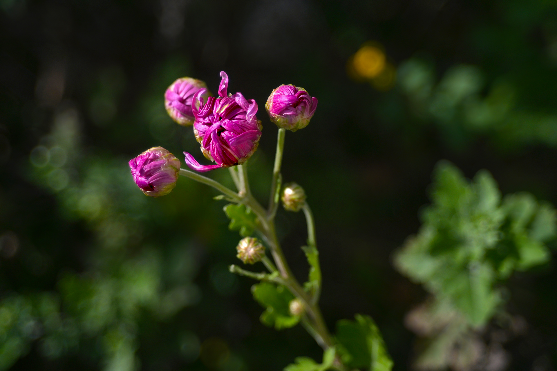DSC_1841.JPG