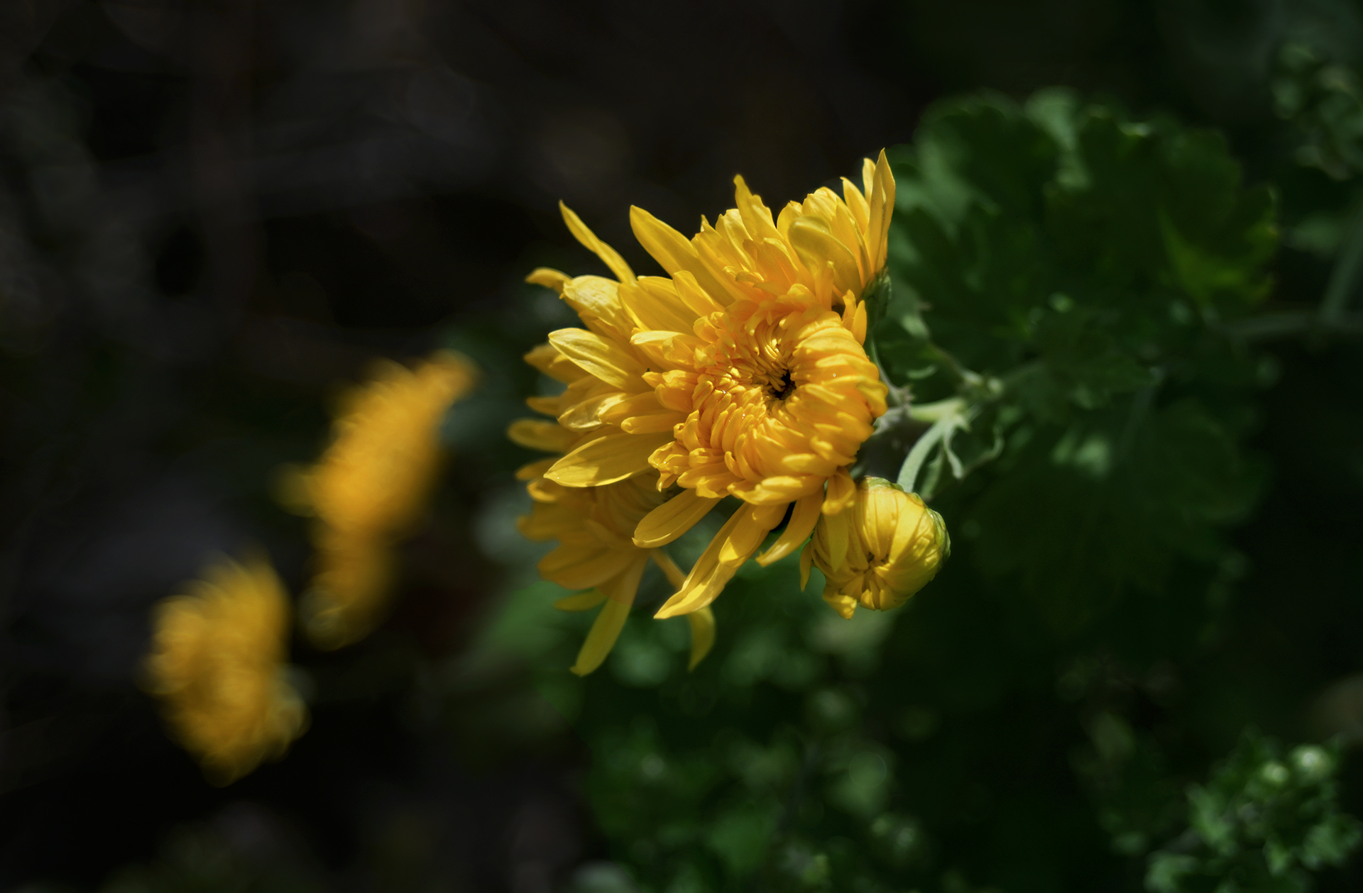 DSC_1839.JPG