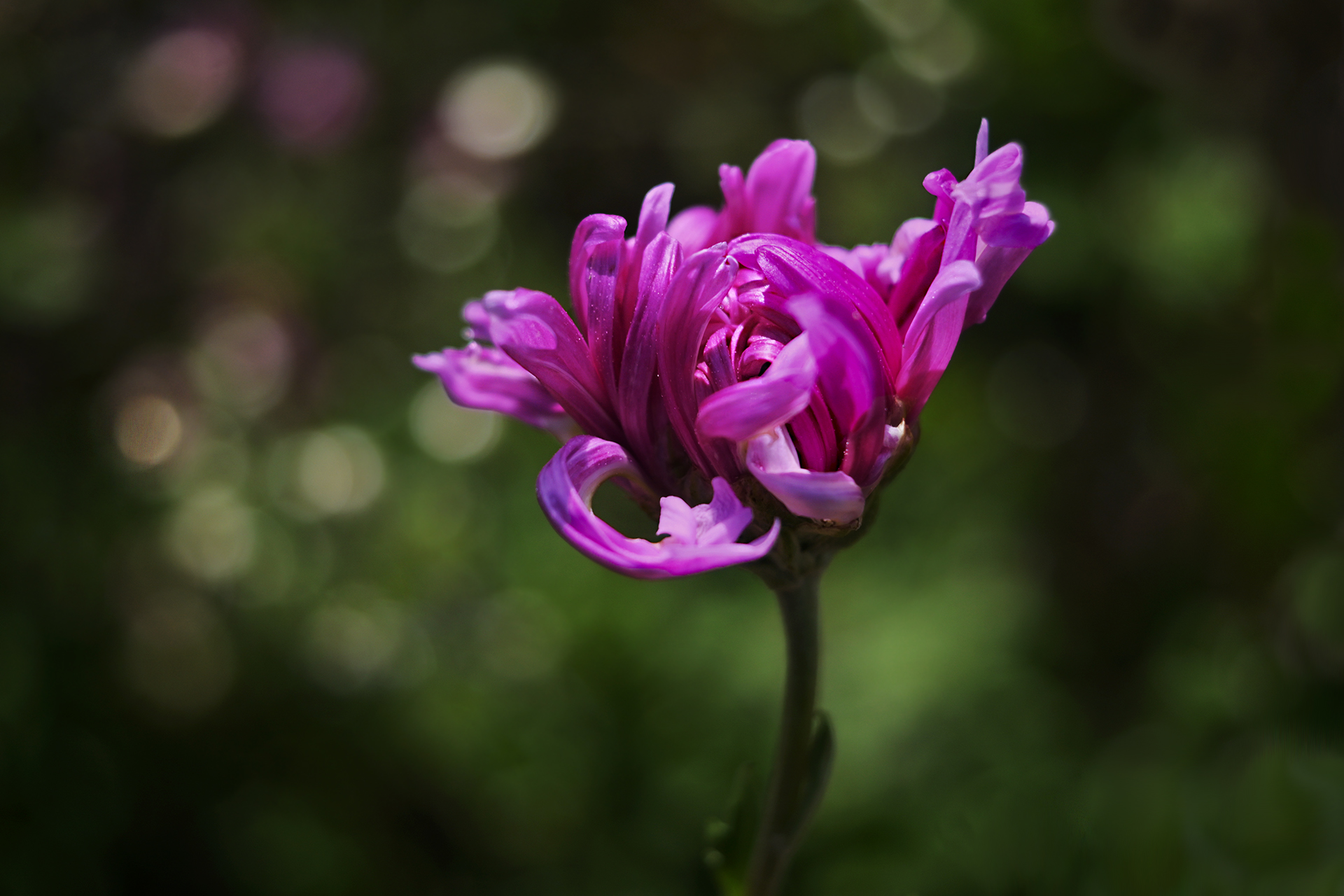 DSC_1972.JPG