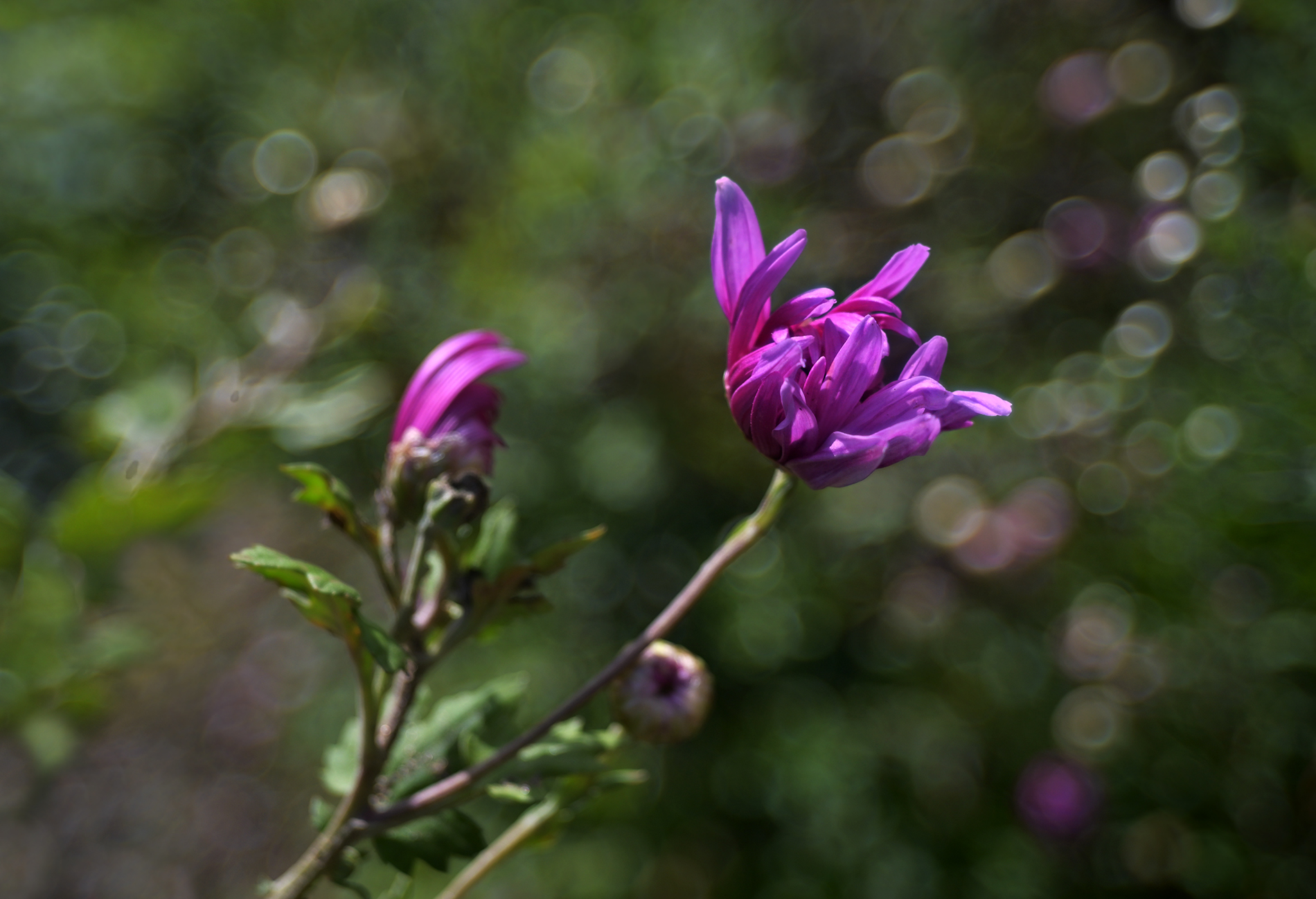 DSC_1861.JPG