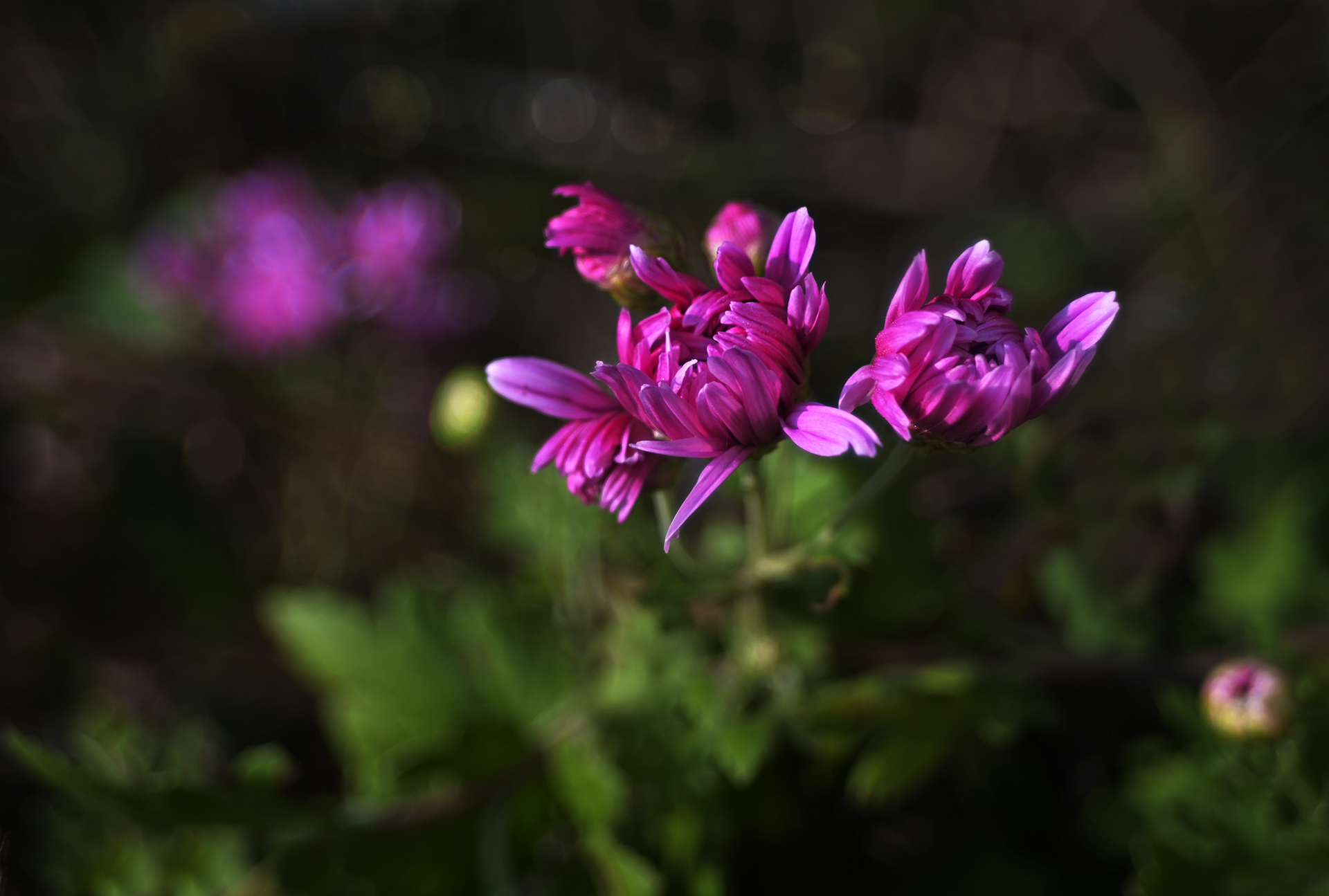 DSC_1470.JPG