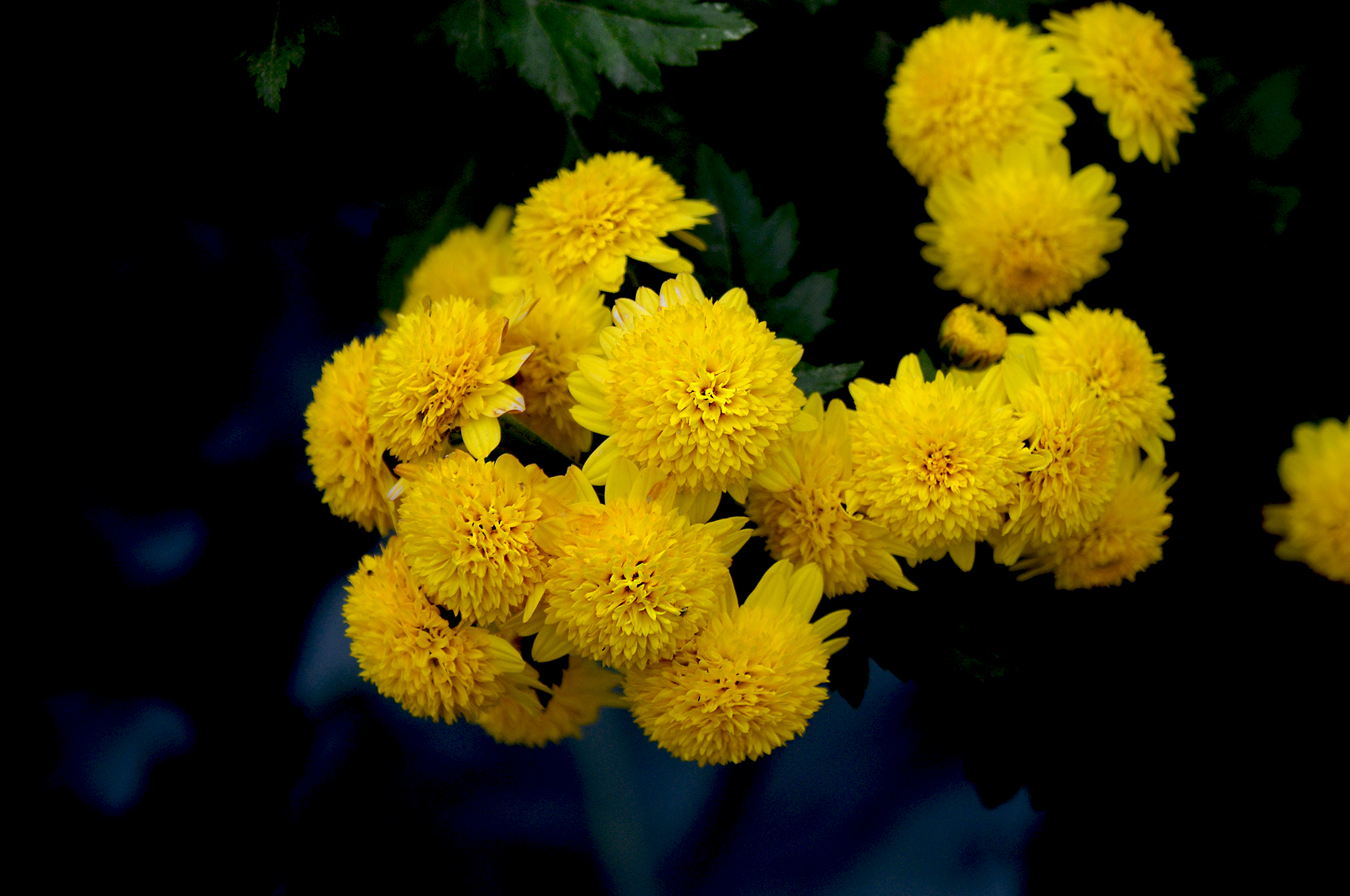 DSC_7311.JPG