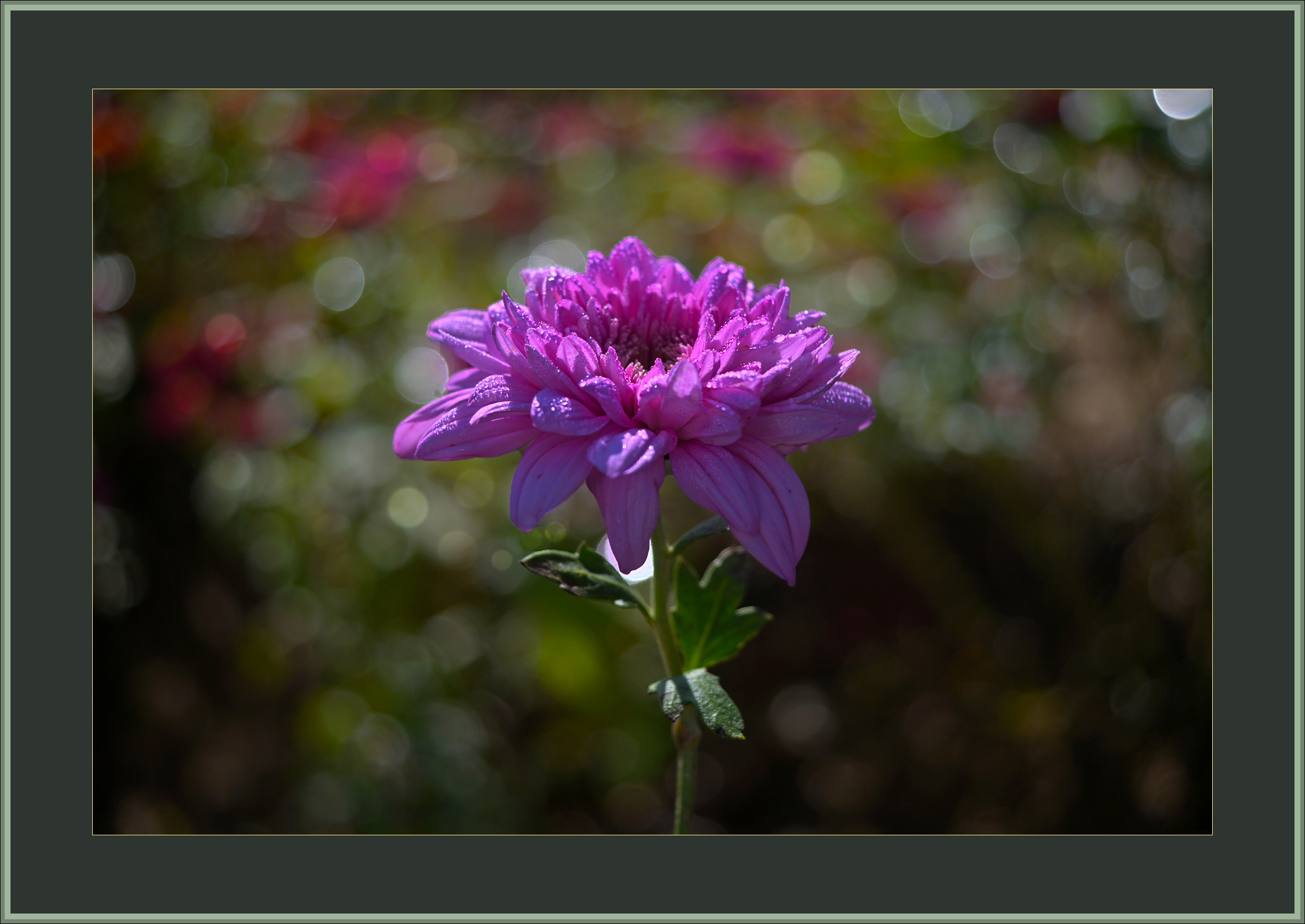 DSC_2019.JPG