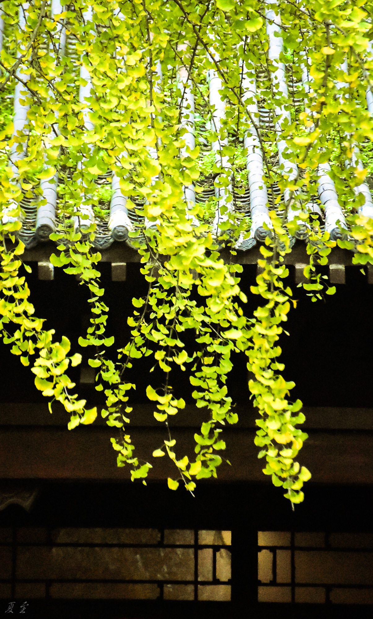 DSC_8601.jpg