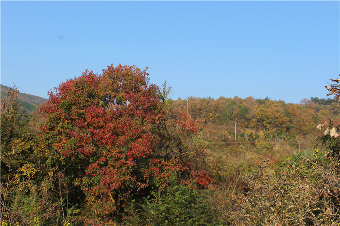 IMG_6225.jpg