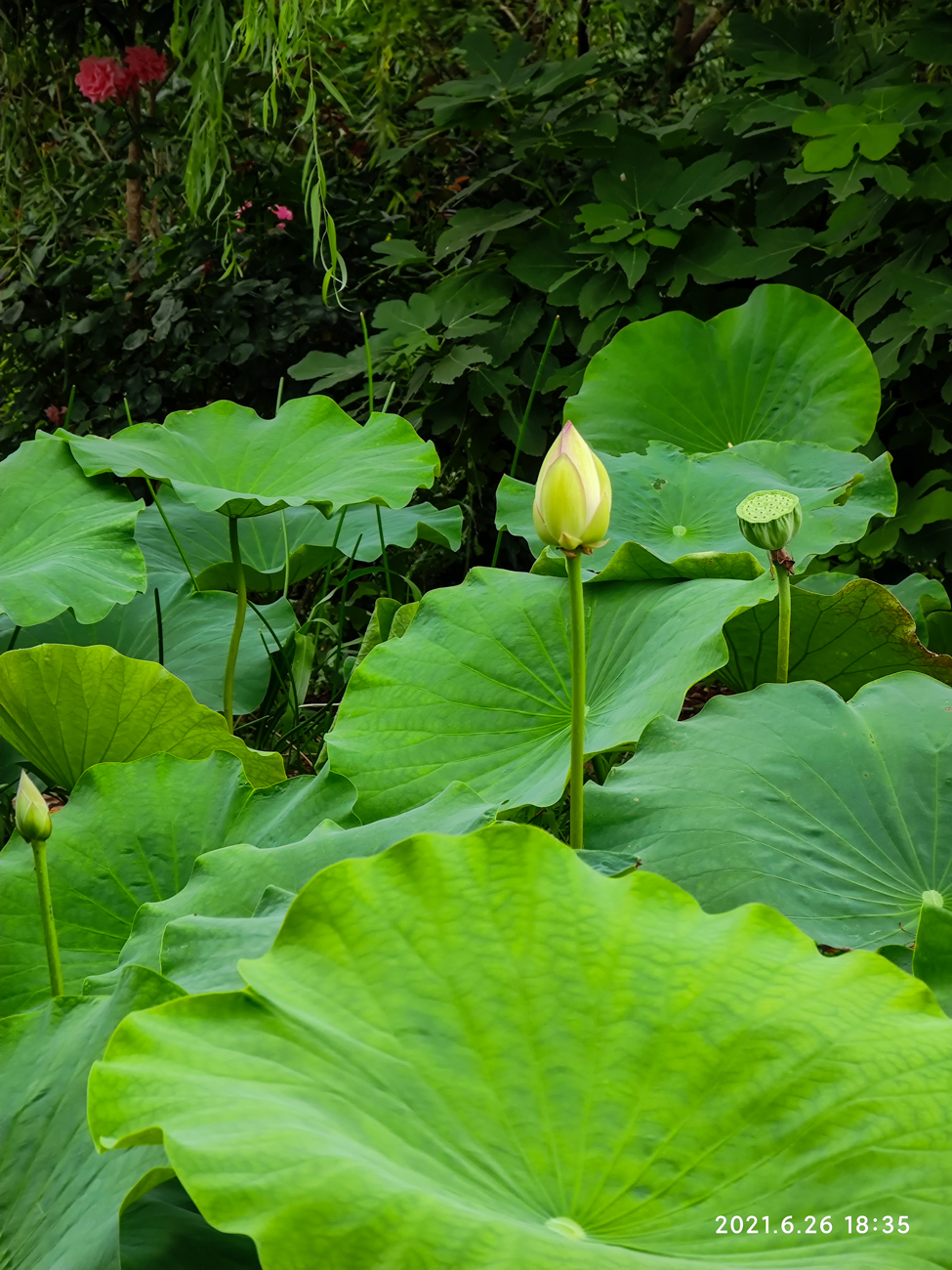 img-183531.jpg