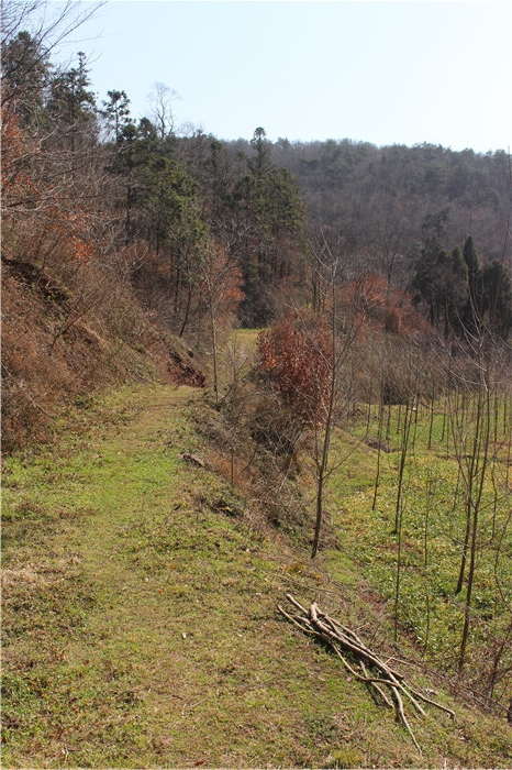 IMG_7467.jpg