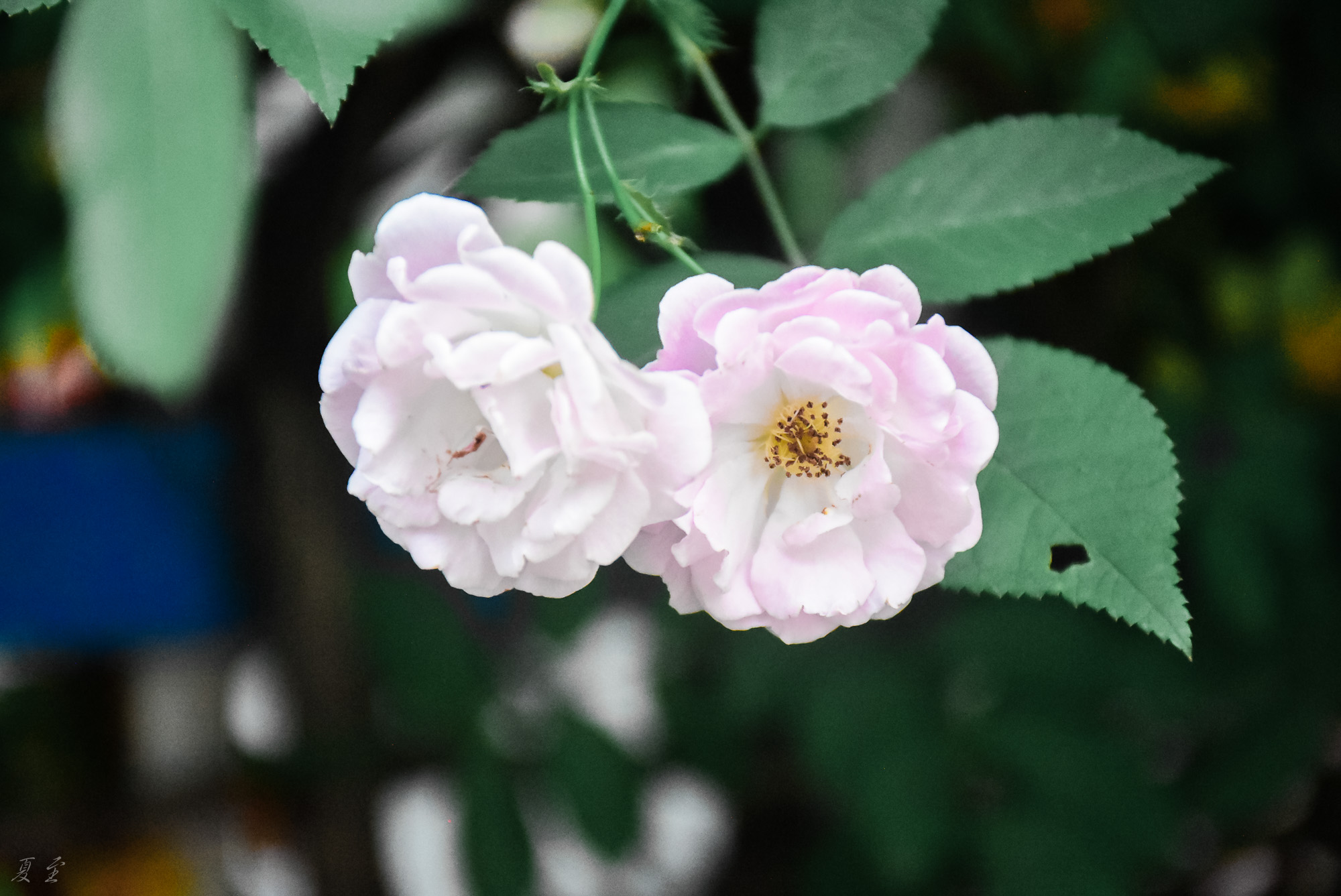 DSC_9490.jpg