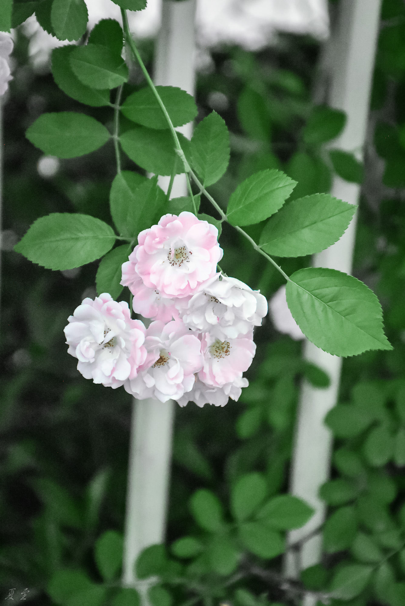 DSC_9518.jpg