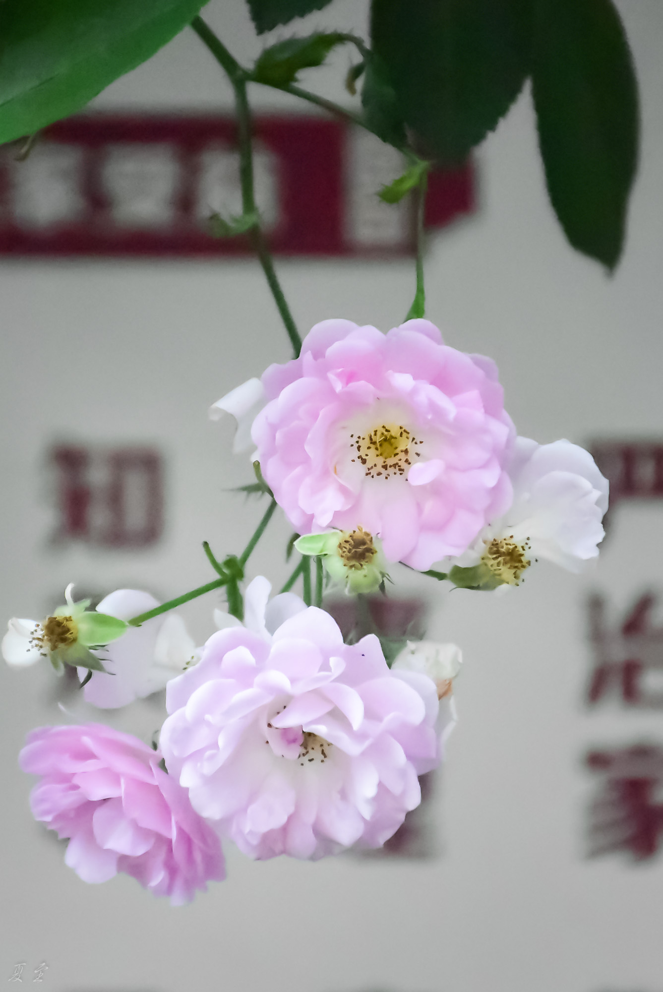 DSC_9516.jpg