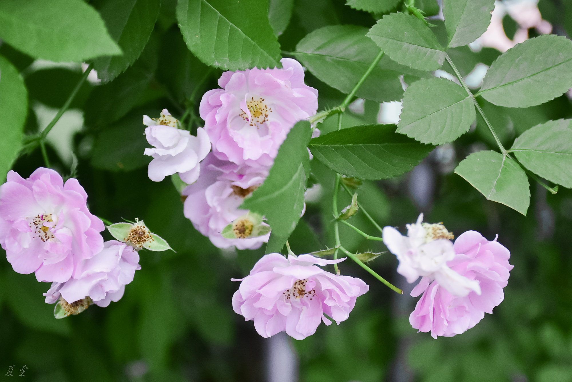 DSC_9506.jpg
