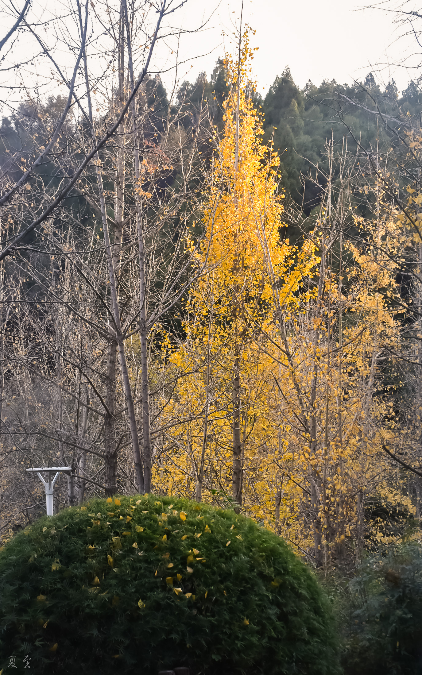 DSC_0972.jpg