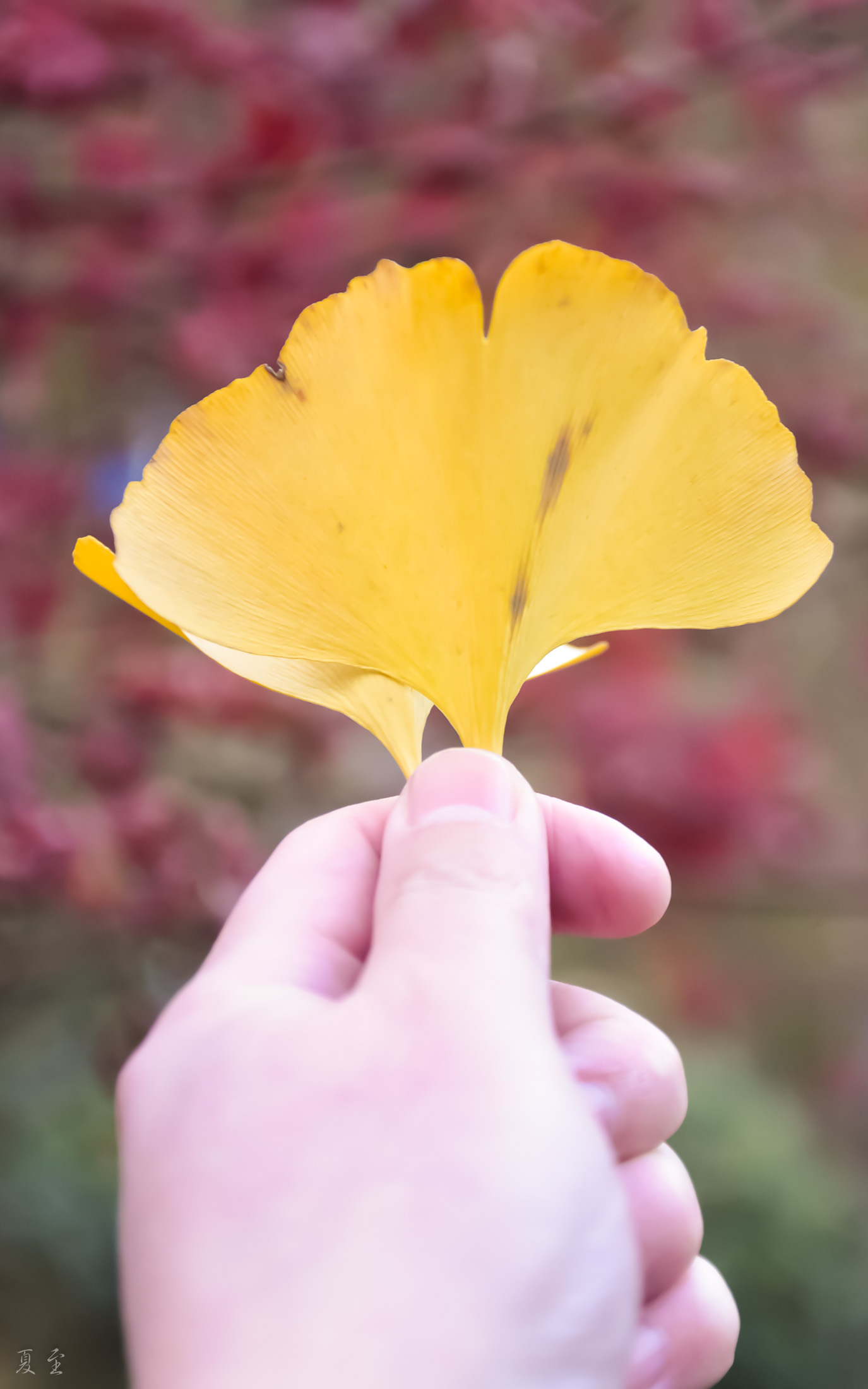 DSC_1013.jpg