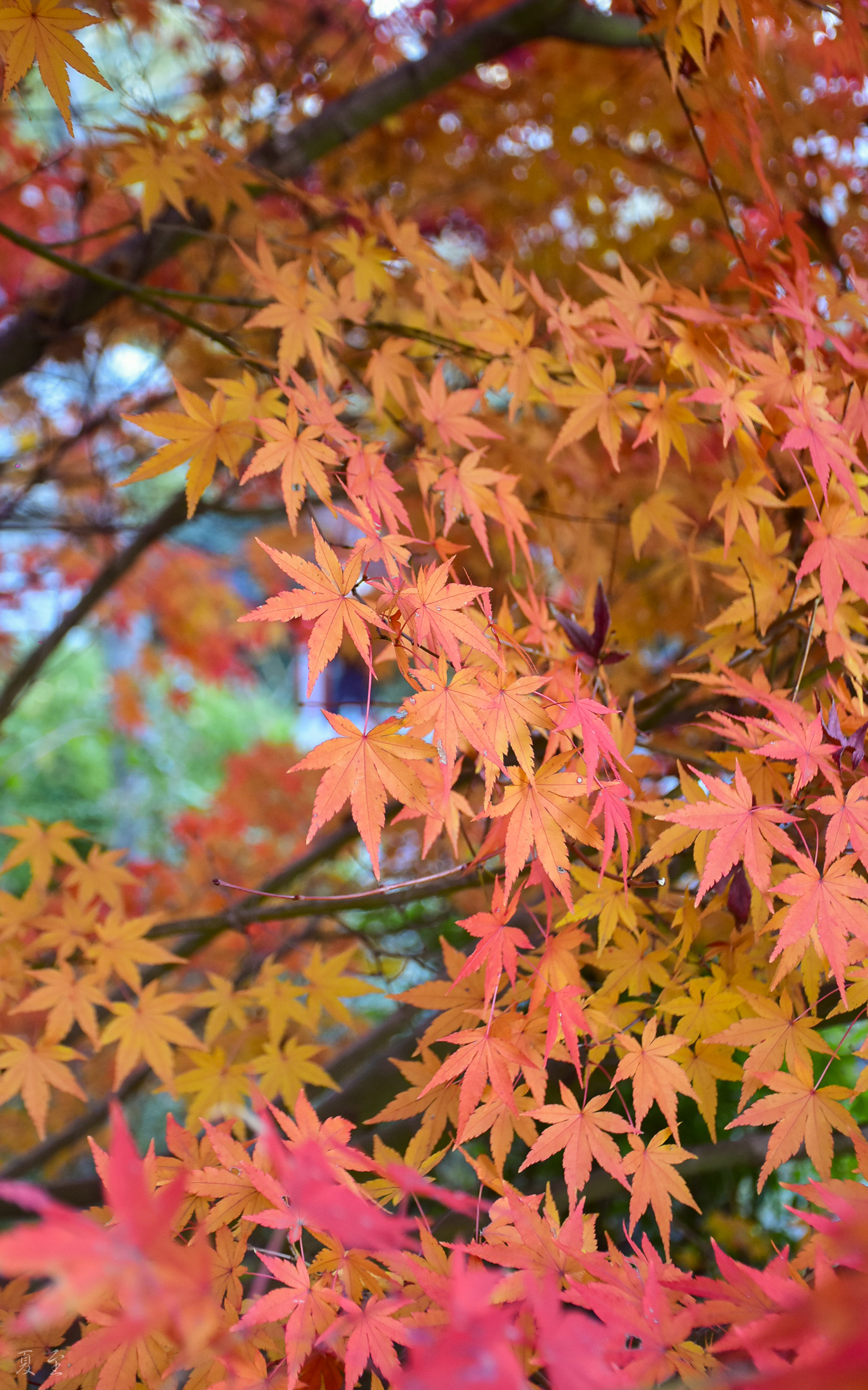 DSC_0992.jpg
