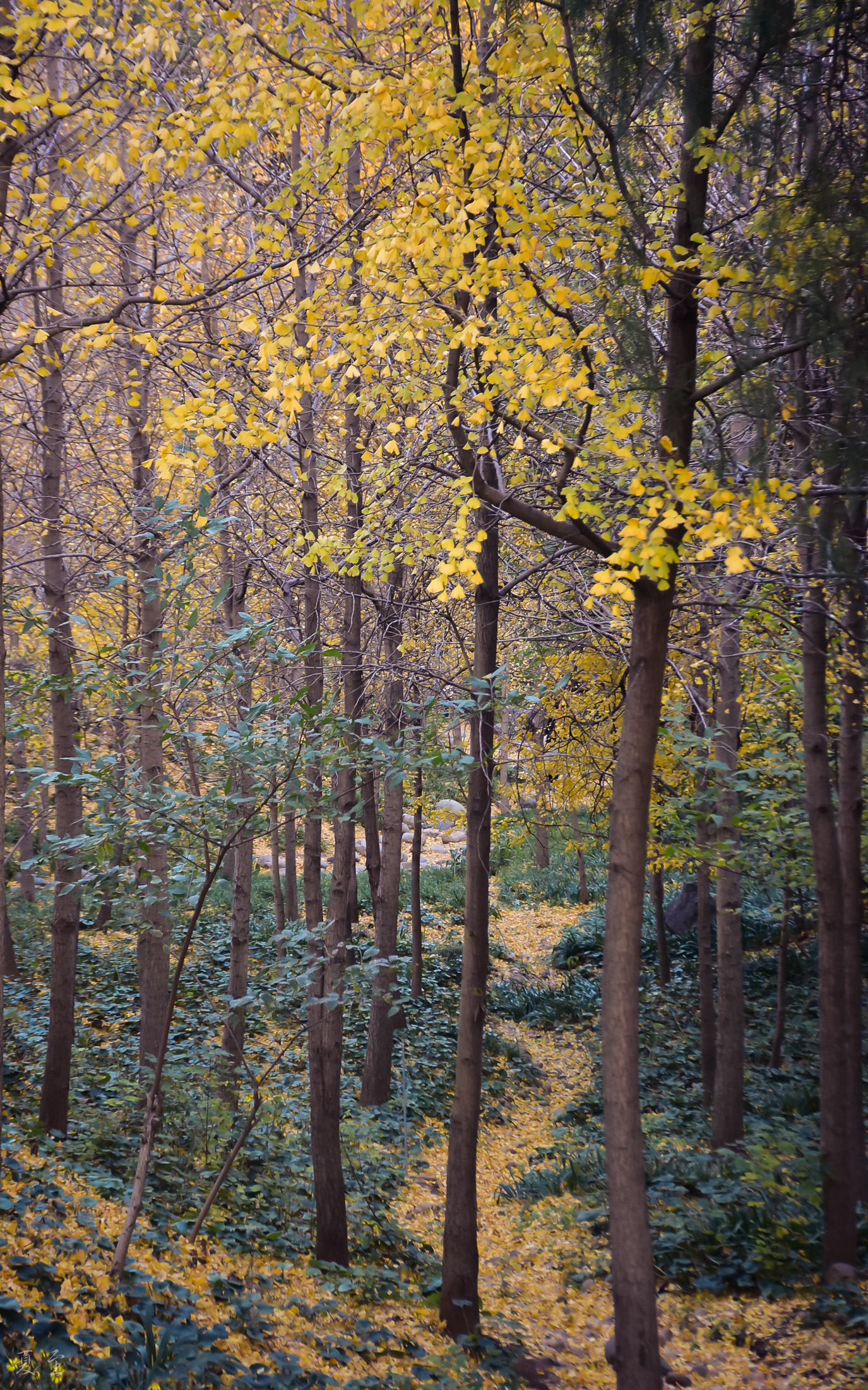 DSC_0993.jpg