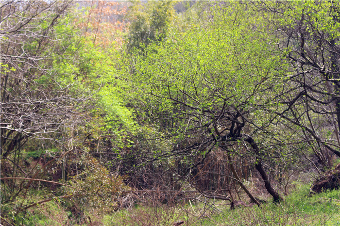 IMG_1574.jpg