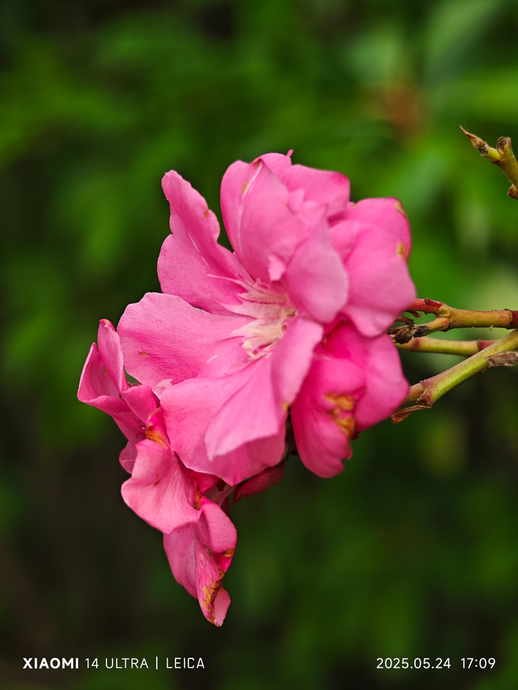 IMG_20250524_170949-5.jpg