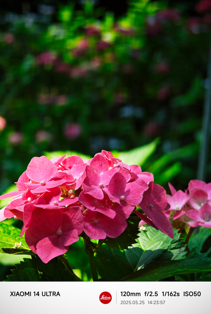 IMG_20250525_142357-5.jpg