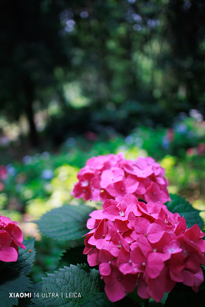 _MG_202505254199.jpg