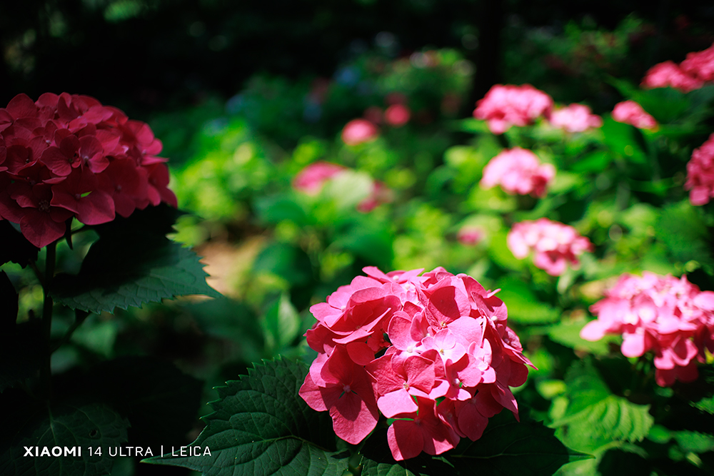_MG_202505254206.jpg