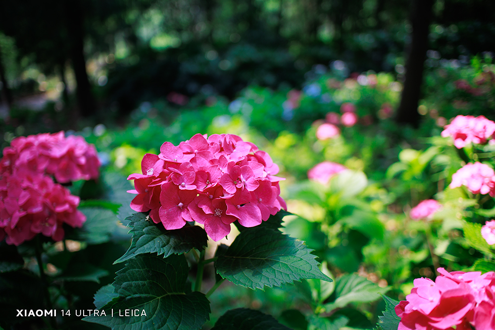 _MG_202505254205.jpg