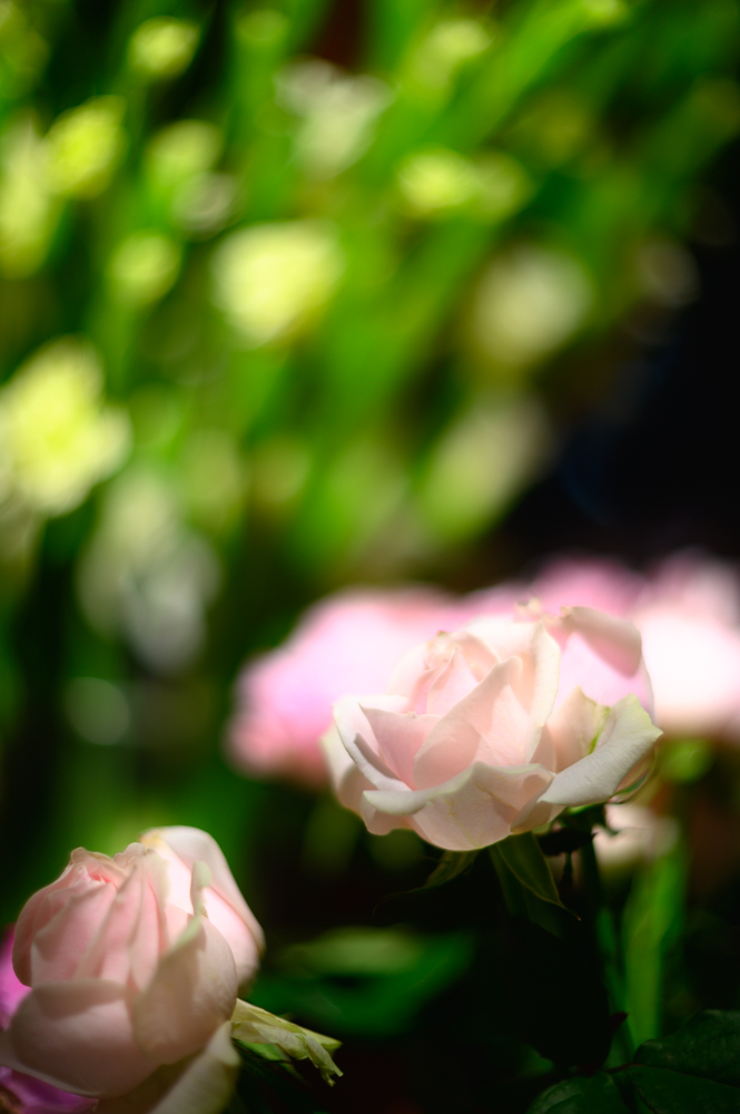 _DSC7253.jpg