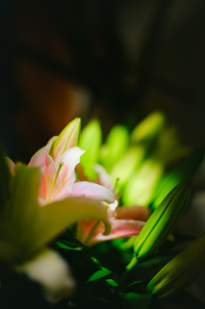 _DSC7257.jpg