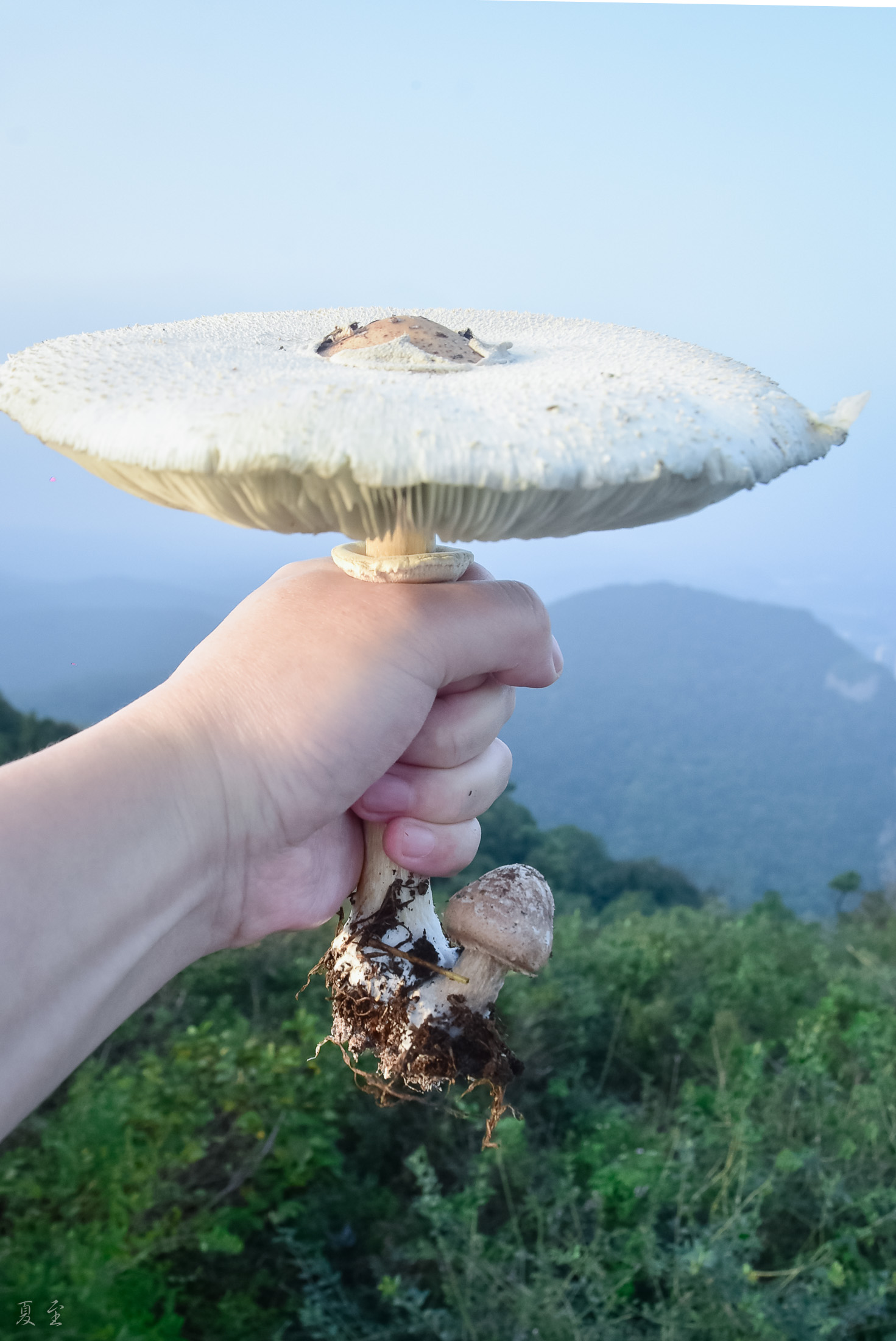 DSC_2535.jpg