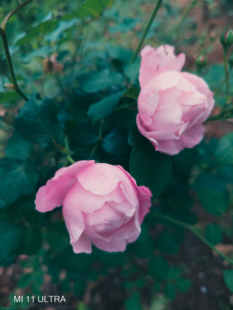 IMG_20220420_072234_1.jpg