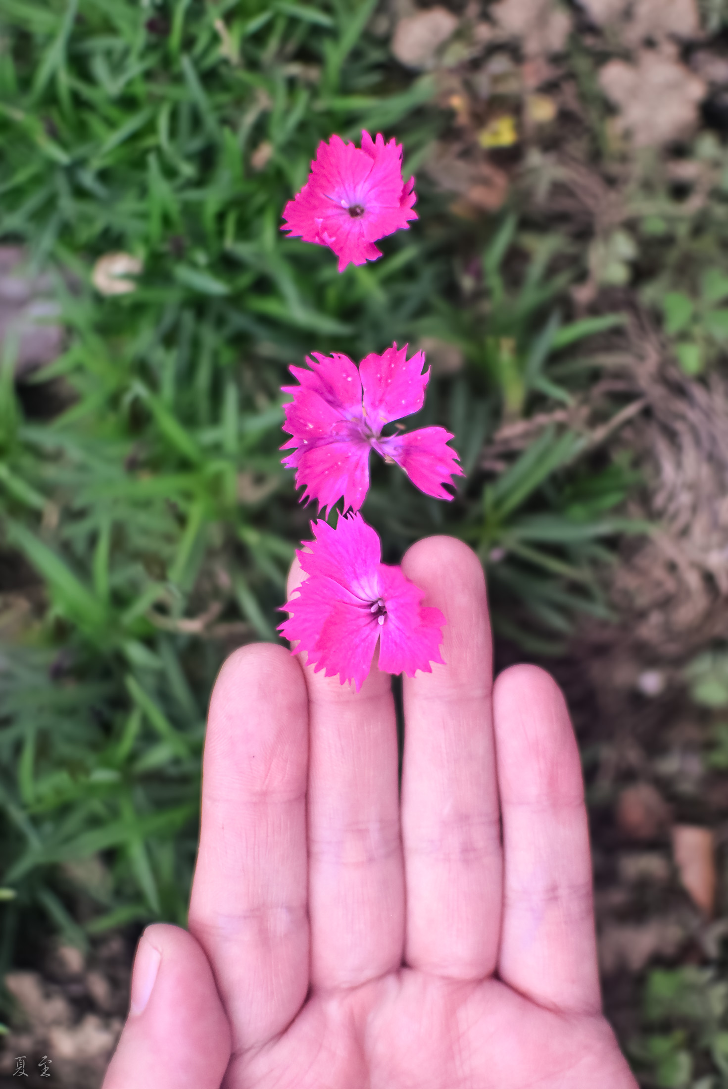 DSC_2697.jpg