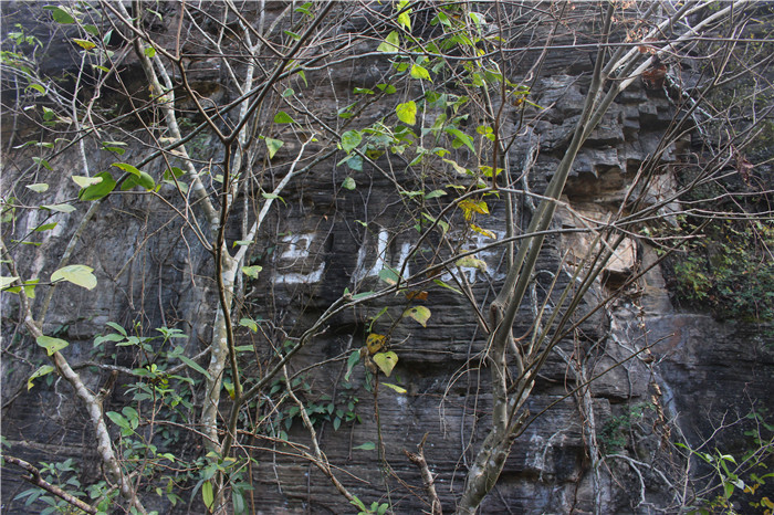 IMG_4279.jpg