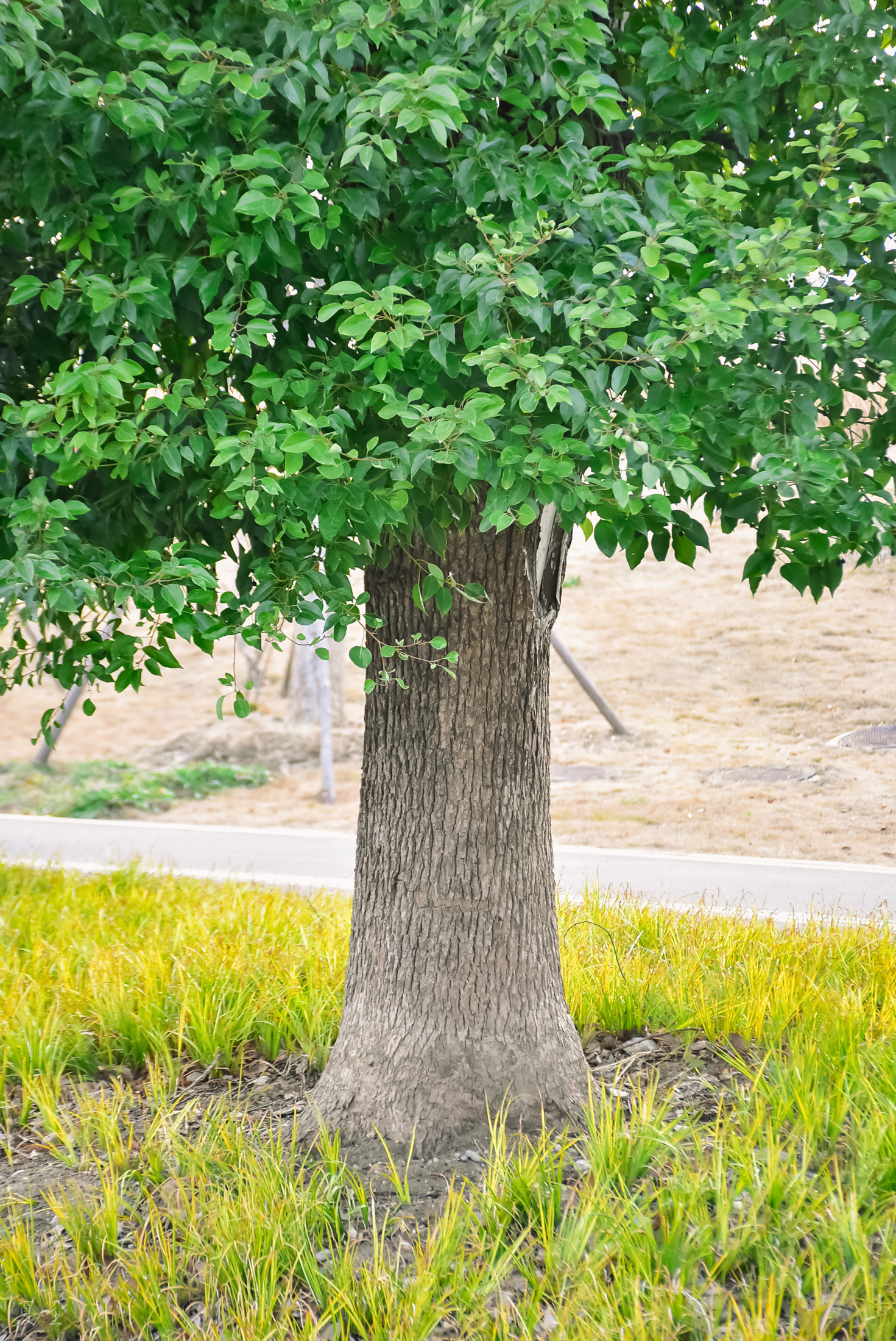 DSC_3078.jpg